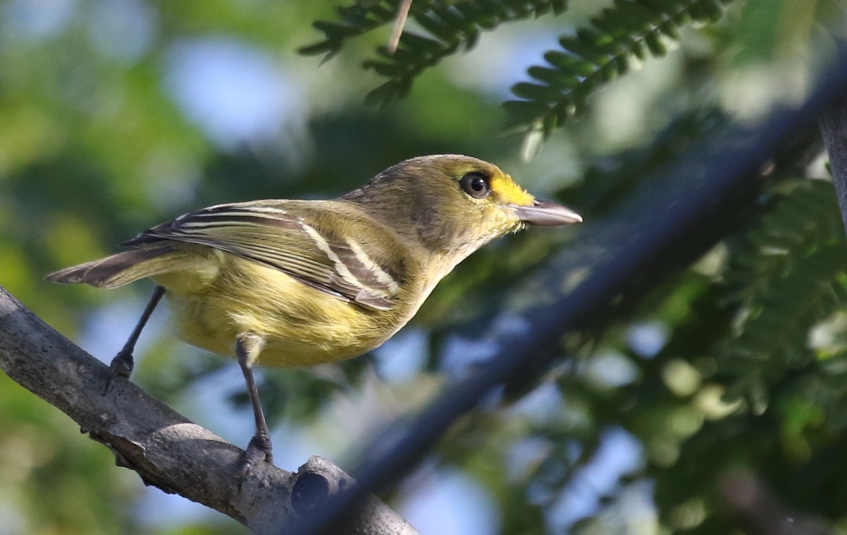 Thick-billed Vireo - ML621528713