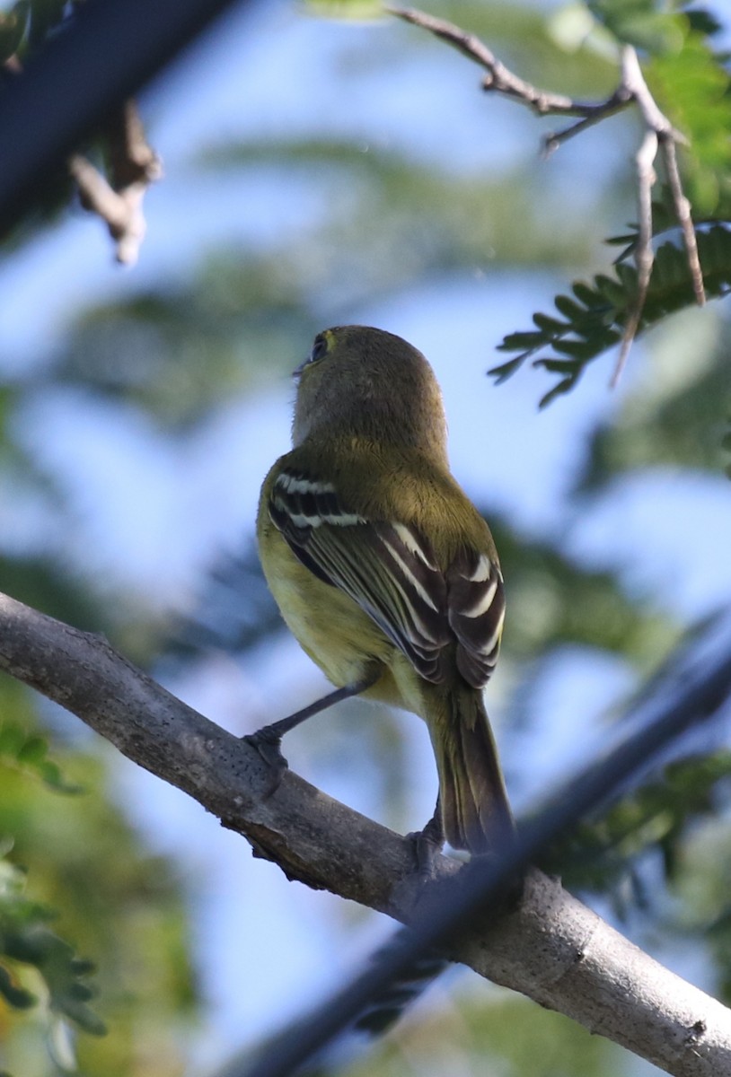 Thick-billed Vireo - ML621528714