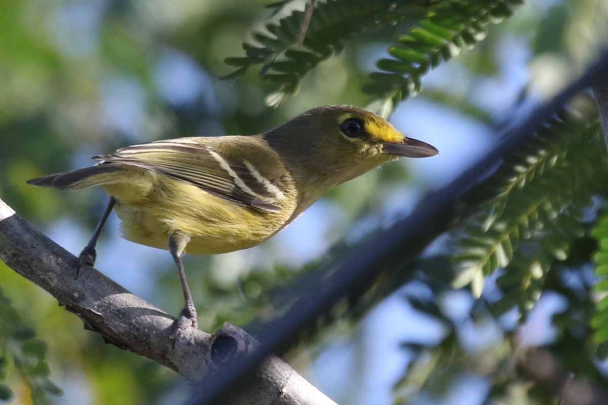 Thick-billed Vireo - ML621528715