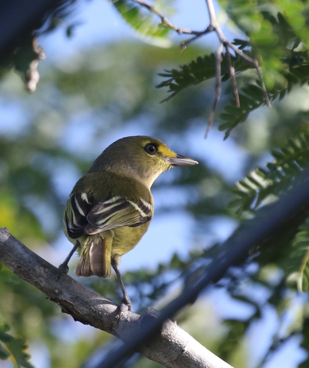 Thick-billed Vireo - ML621528716