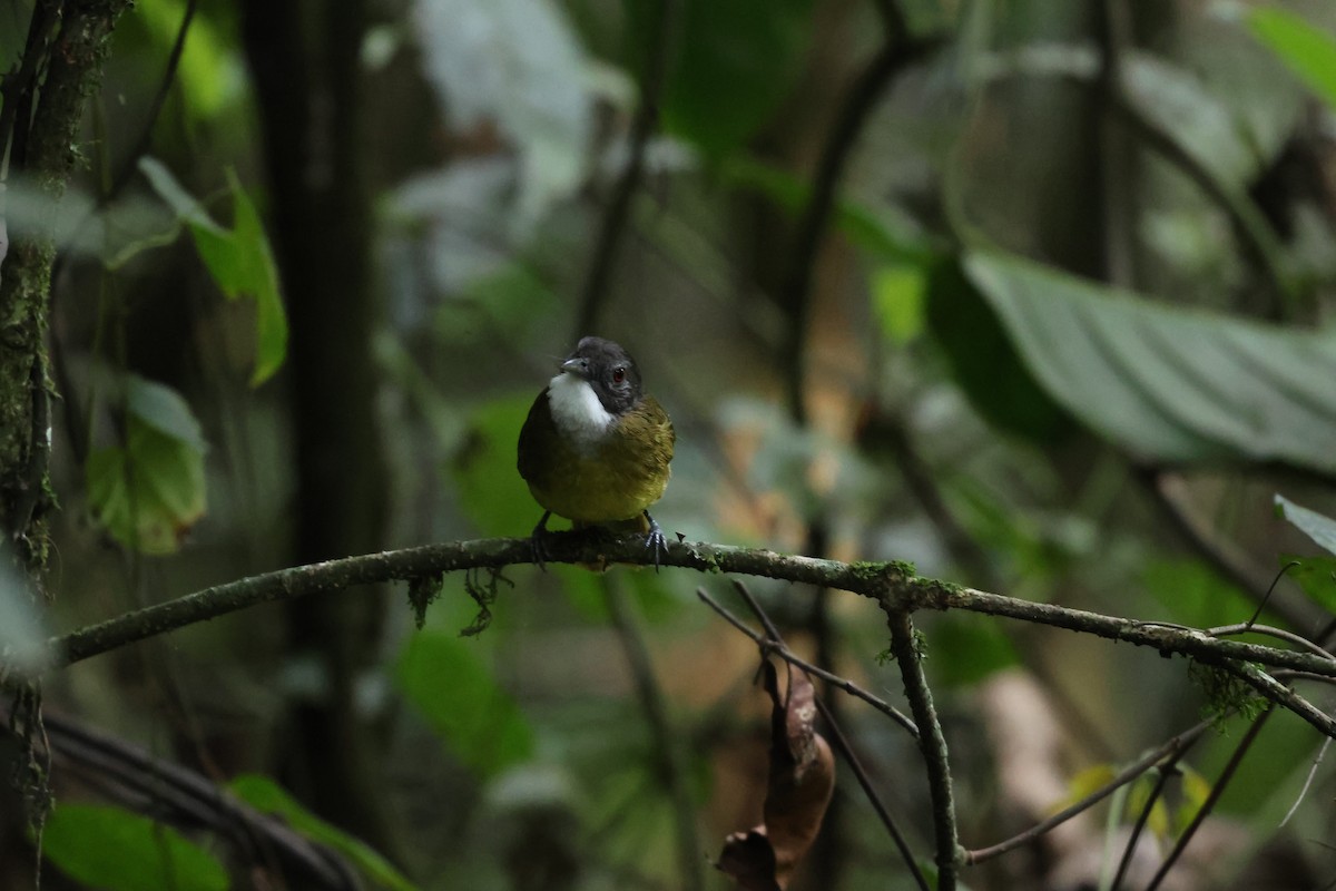 Red-tailed Greenbul - ML621528717