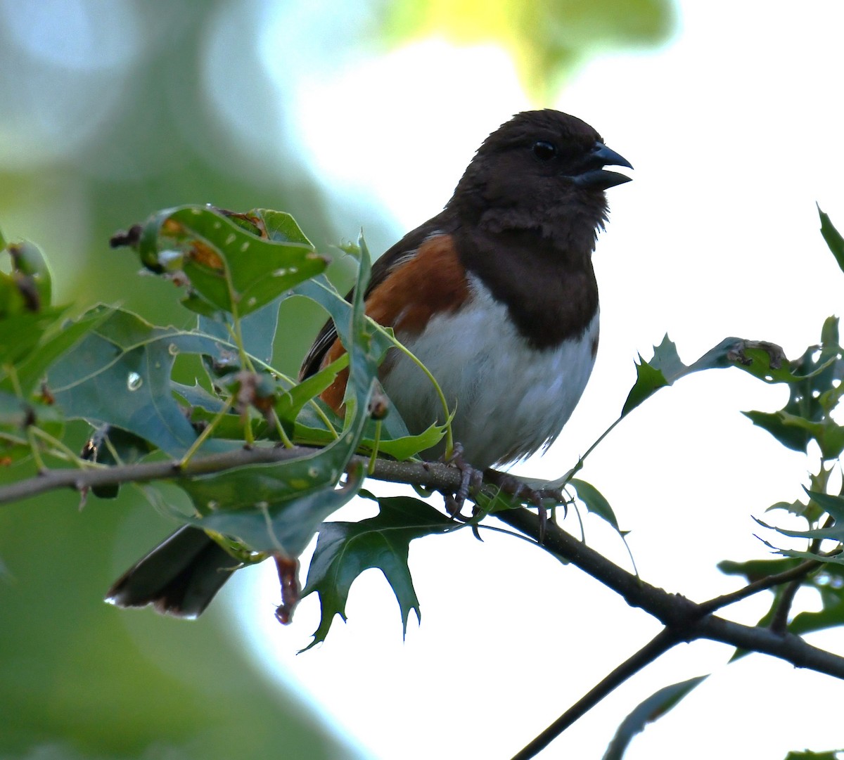 Eastern Towhee - ML621528718