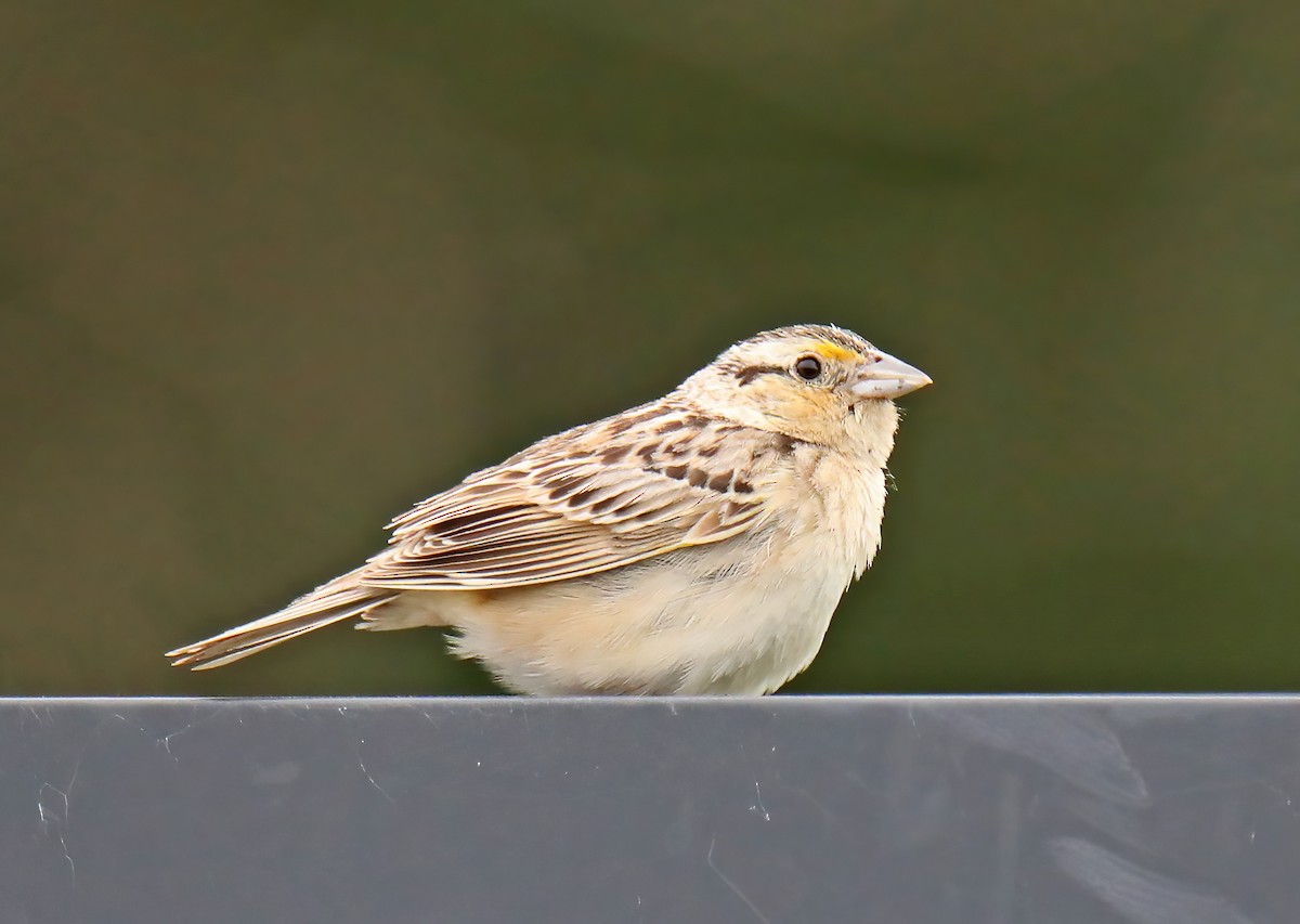 Grasshopper Sparrow - ML621528730