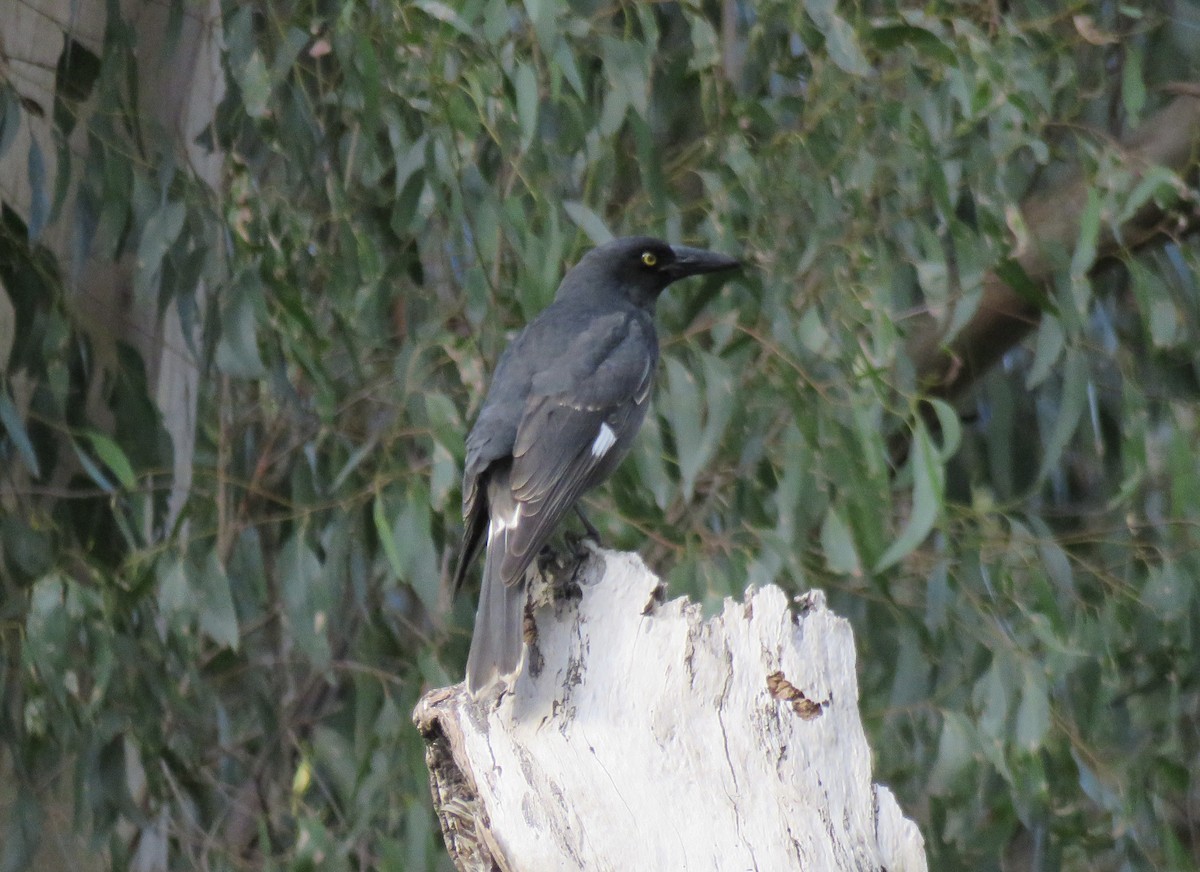 Pied Currawong - ML621528736