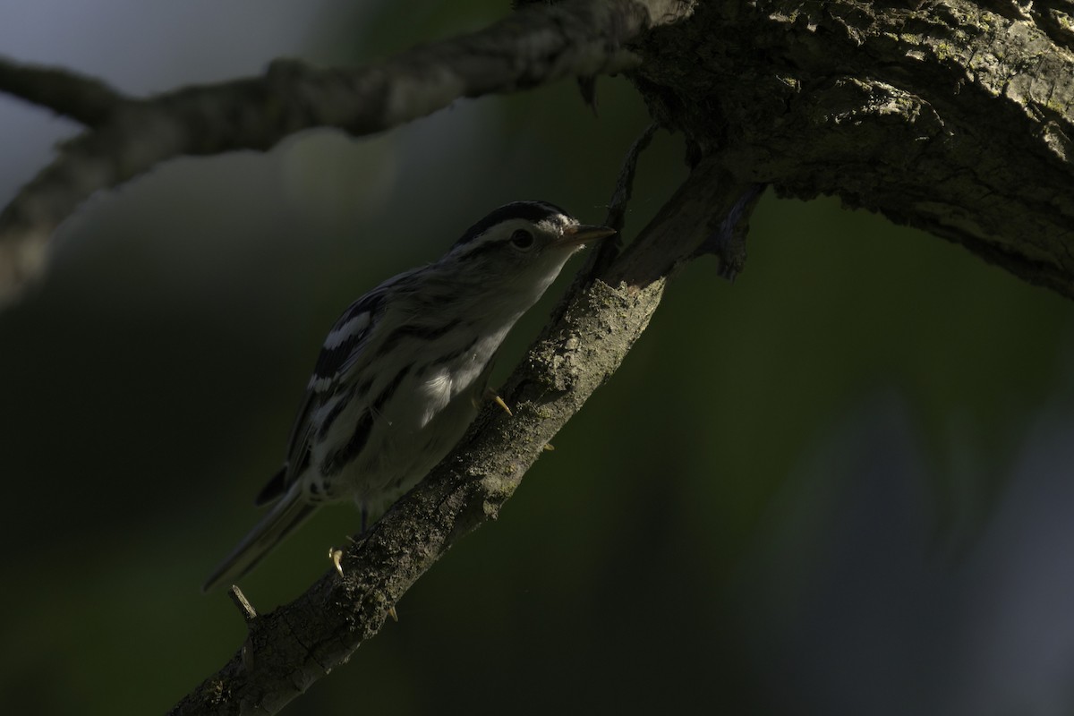 Black-and-white Warbler - ML621528745