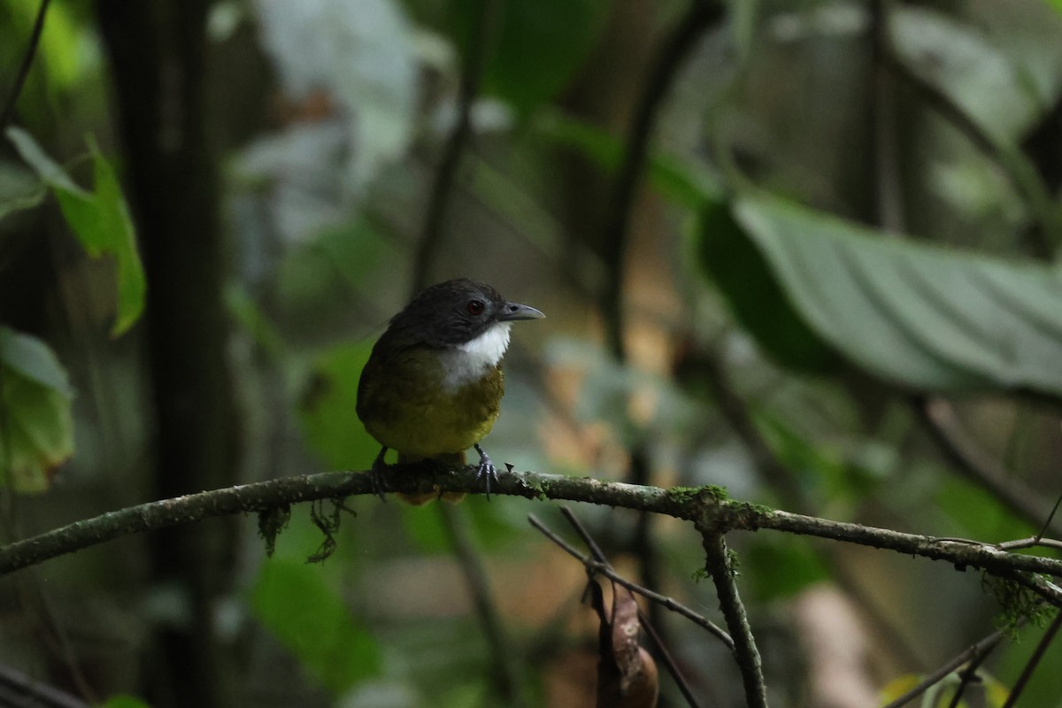 Red-tailed Greenbul - ML621528752