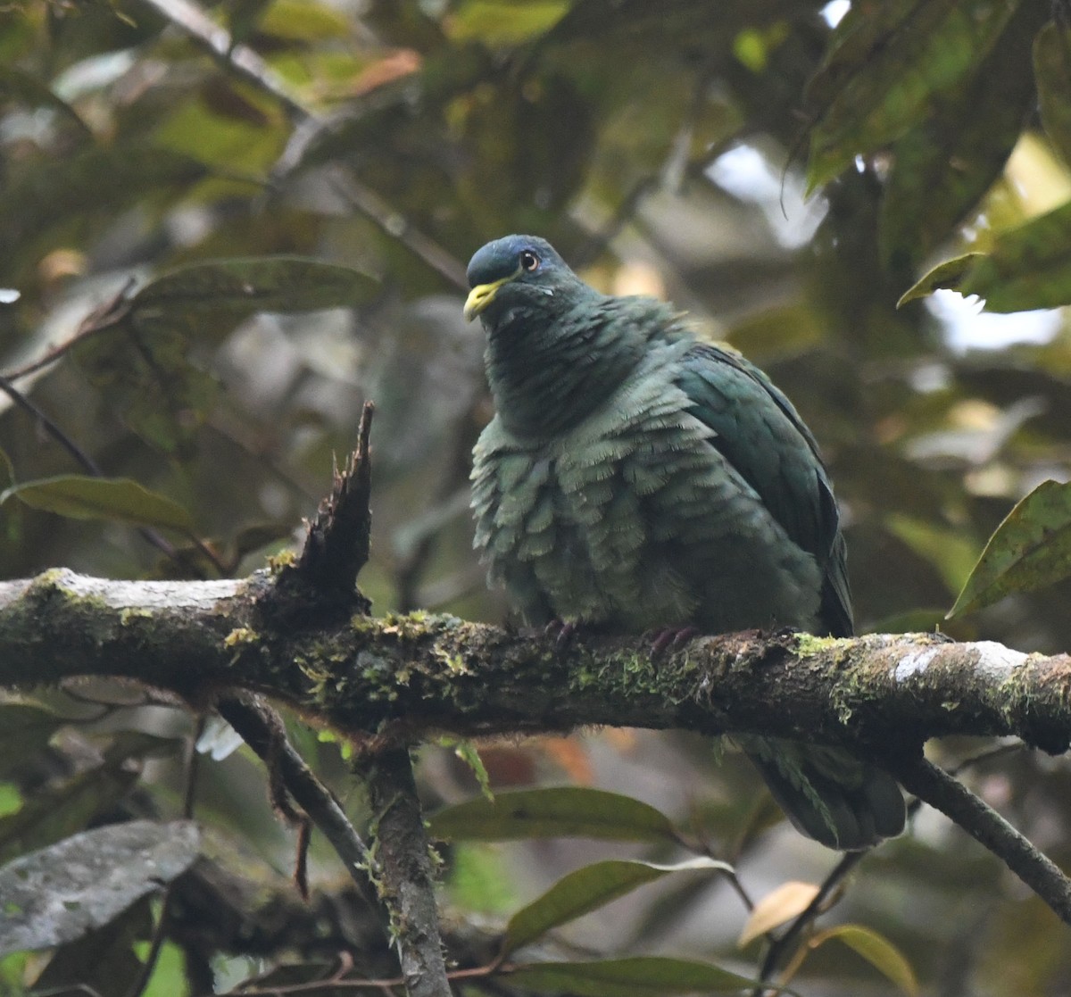 White-breasted Fruit-Dove (Mountain) - ML621528776