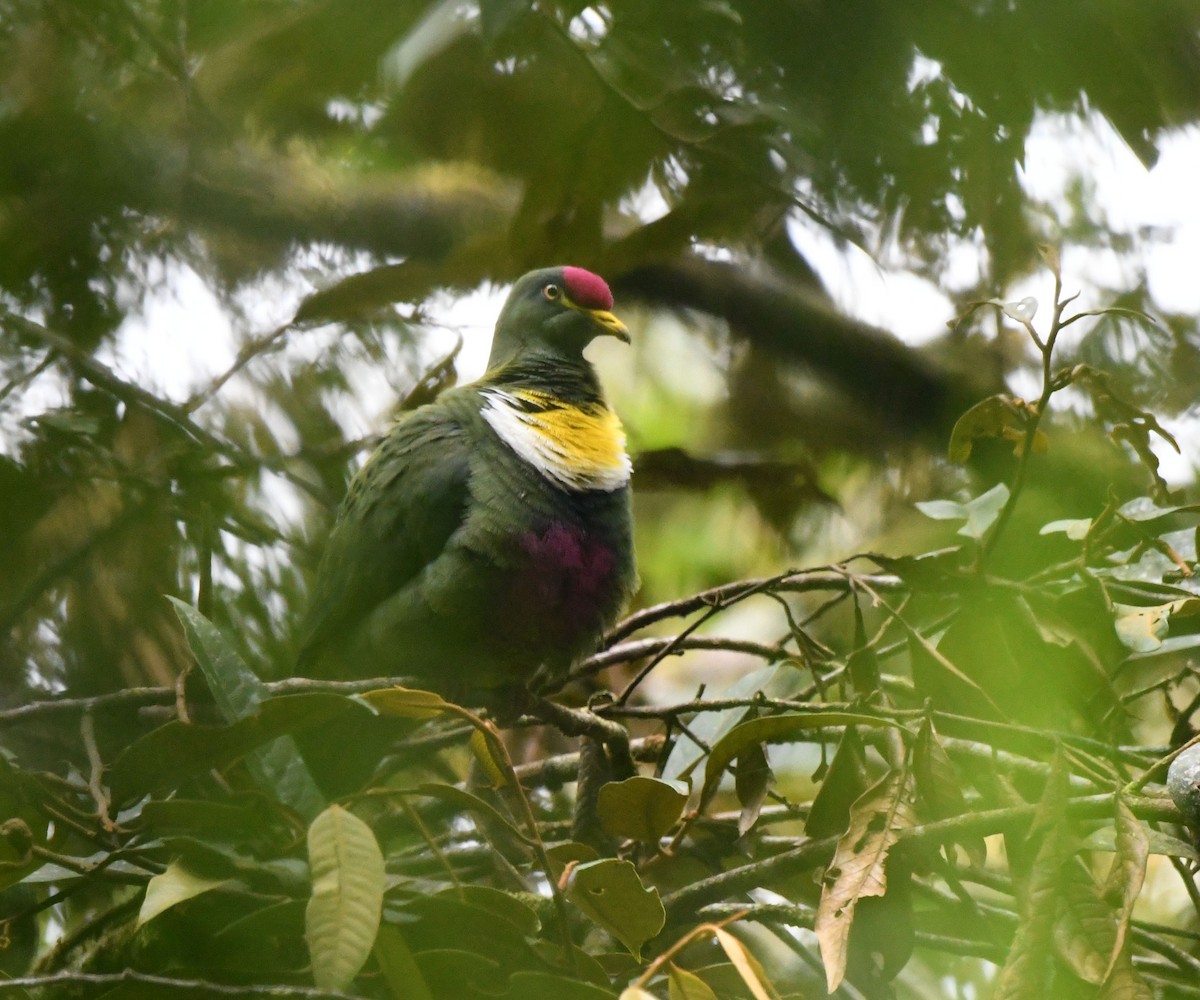 White-breasted Fruit-Dove (Mountain) - ML621528817