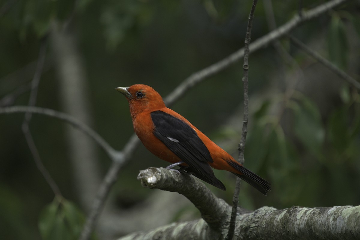 Scarlet Tanager - ML621528820