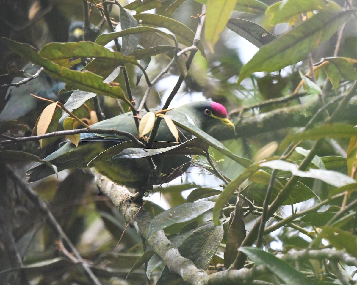 White-breasted Fruit-Dove (Mountain) - ML621528829