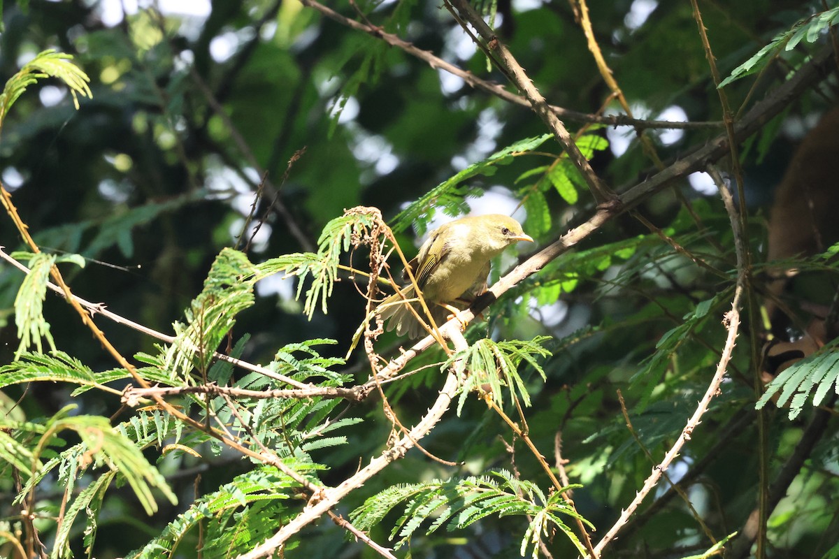 Little Greenbul - ML621528877