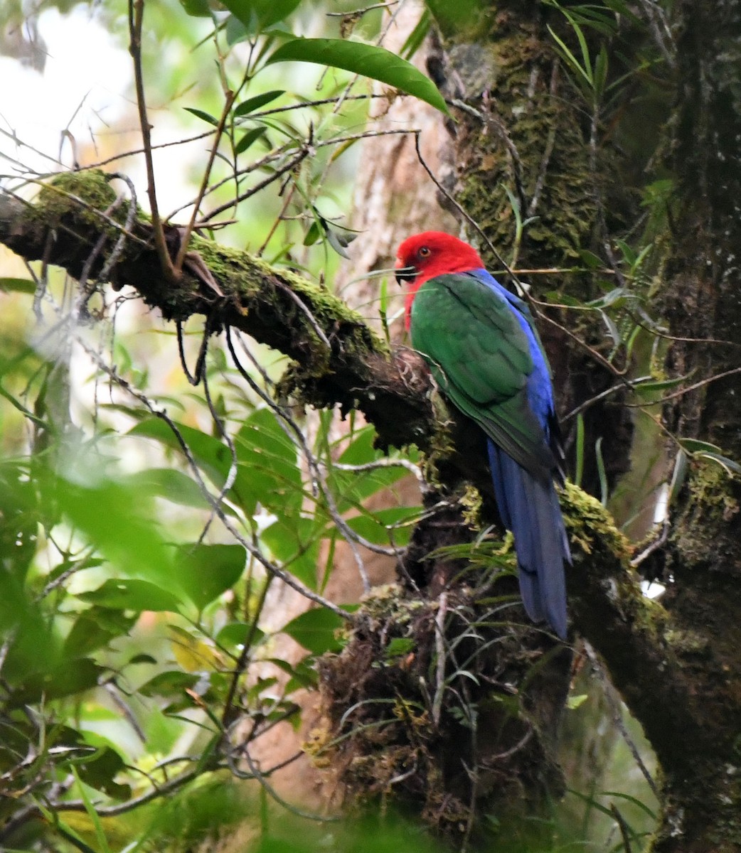 Moluccan King-Parrot - ML621528878