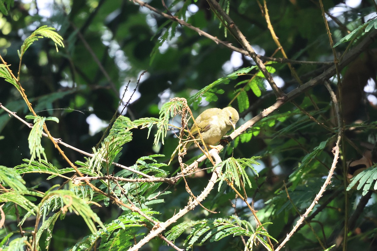 Little Greenbul - ML621528891