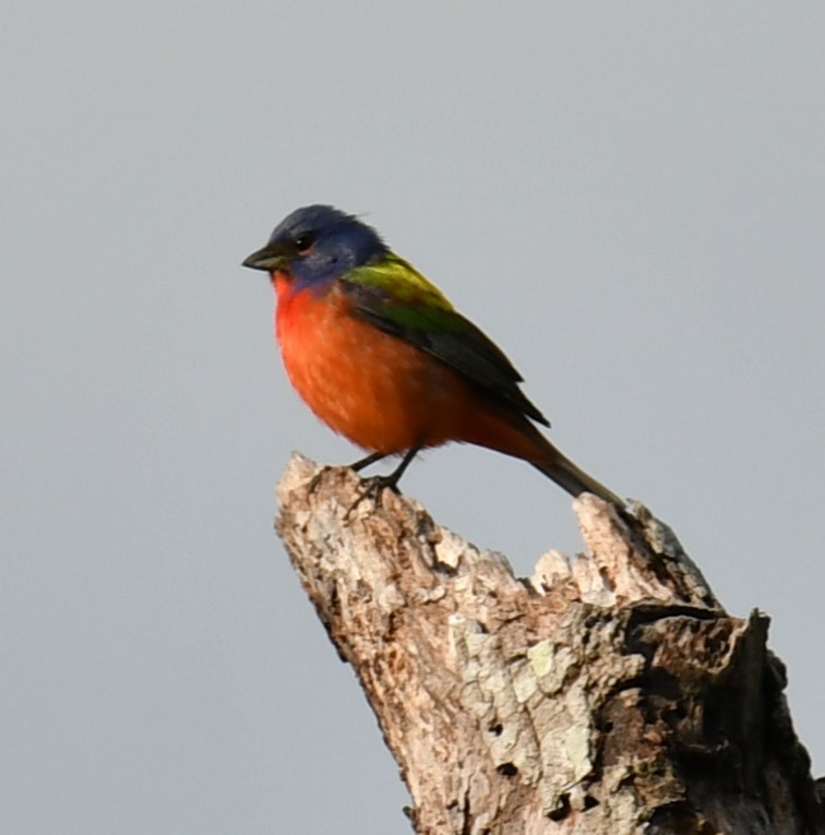 Painted Bunting - ML621528898