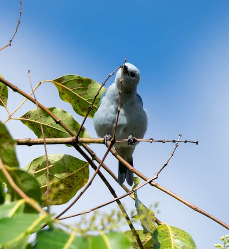 Blue-gray Tanager - ML621528954