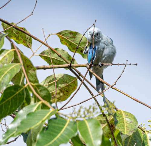 Blue-gray Tanager - ML621528955