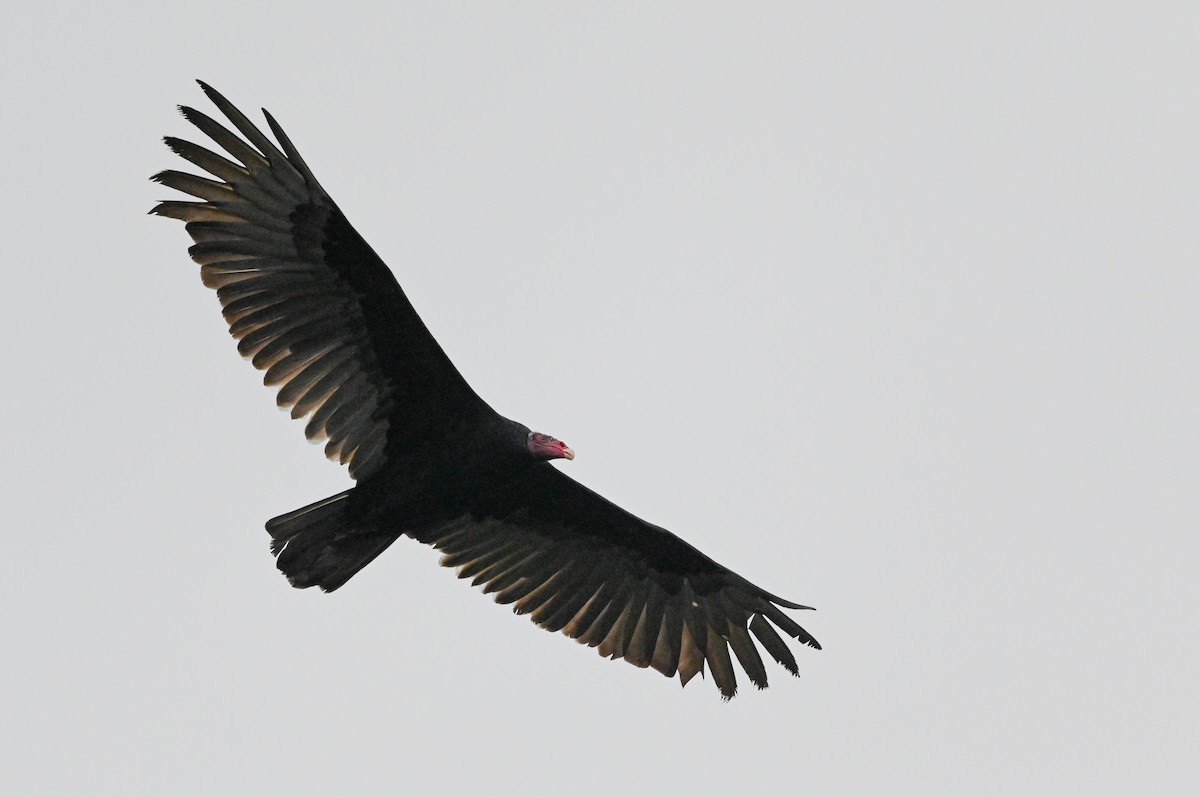 Turkey Vulture (Tropical) - ML621528958