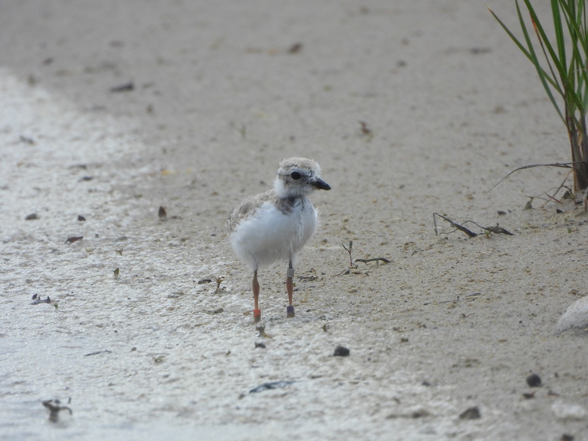 Piping Plover - ML621528960
