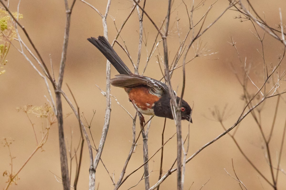 Spotted Towhee - ML621528964