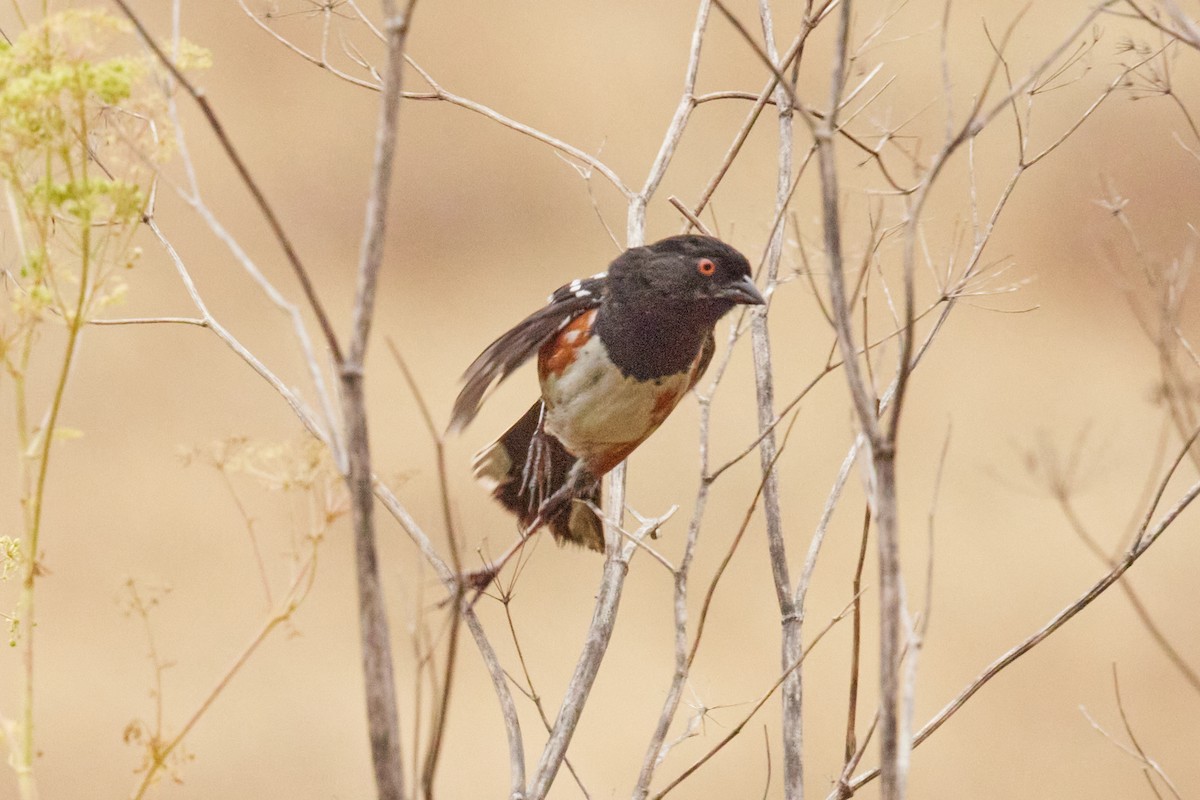 Spotted Towhee - ML621528965