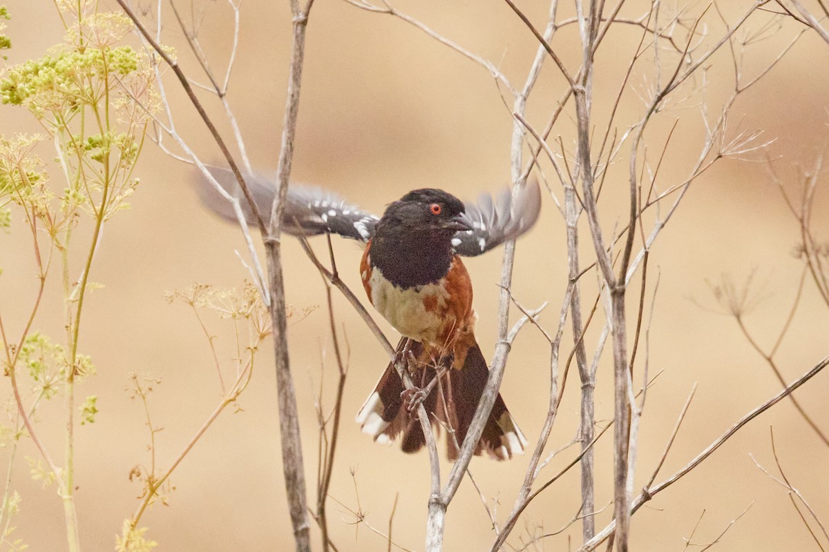 Spotted Towhee - ML621528966