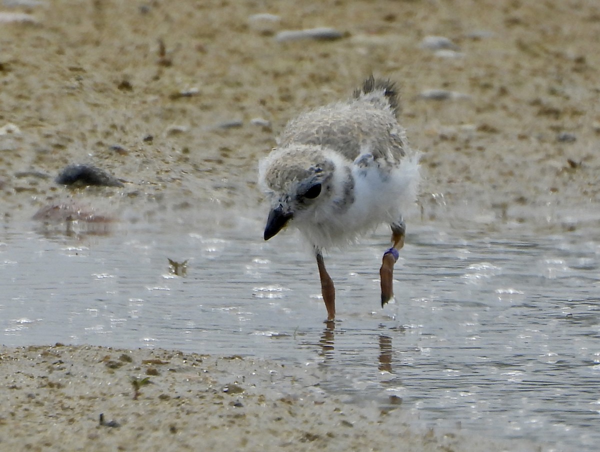 Piping Plover - ML621528967