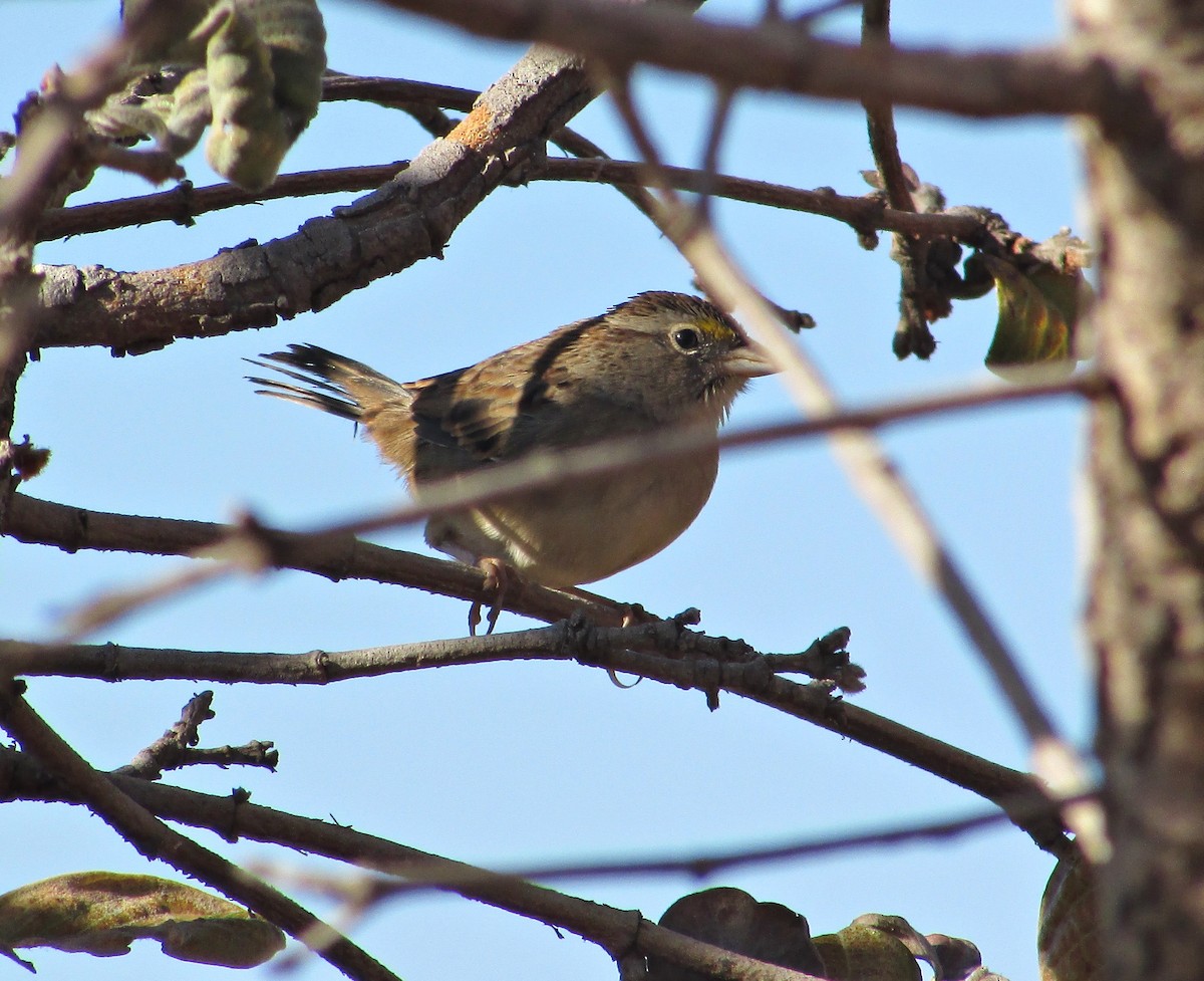 Wedge-tailed Grass-Finch - ML621528968