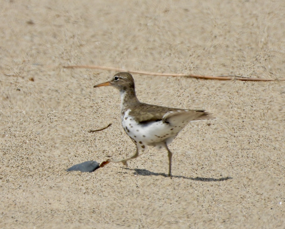 Spotted Sandpiper - Carolyn Lueck