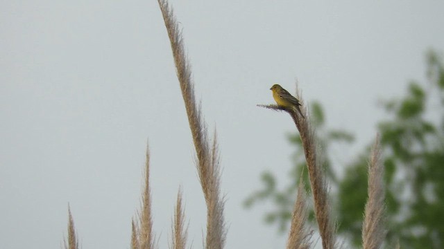 Grassland Yellow-Finch - ML621529025