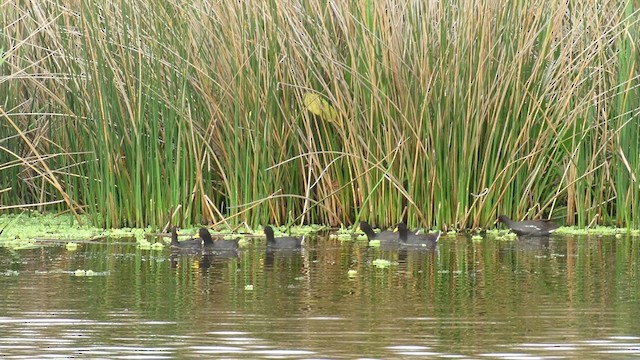 Red-fronted Coot - ML621529060