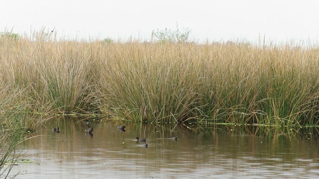 Red-fronted Coot - ML621529061