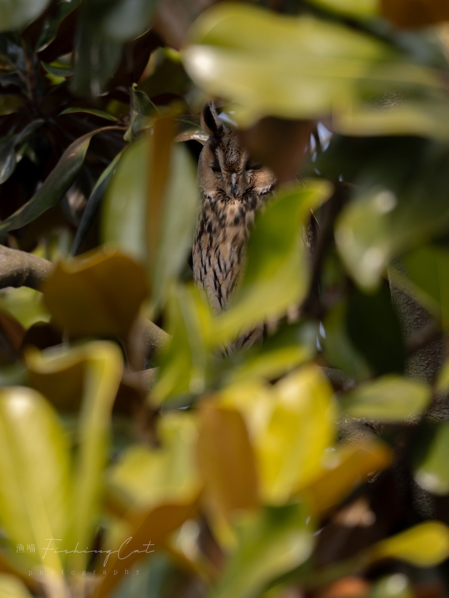 Long-eared Owl - ML621529090