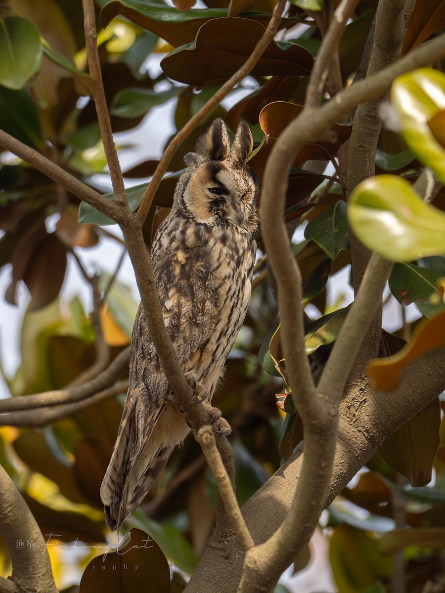 Long-eared Owl - Fishing Cat