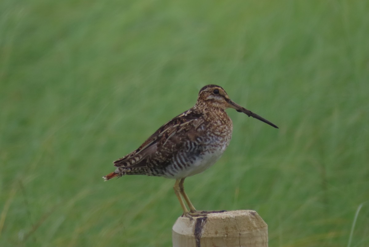 Wilson's Snipe - ML621529107