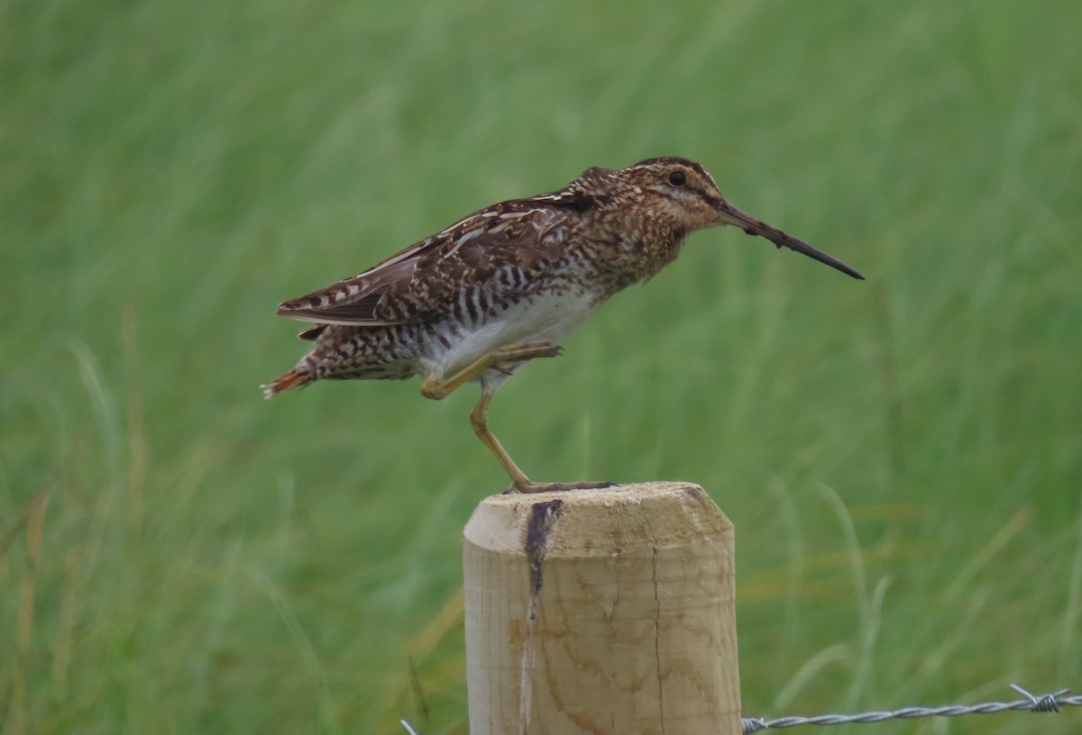 Wilson's Snipe - ML621529117