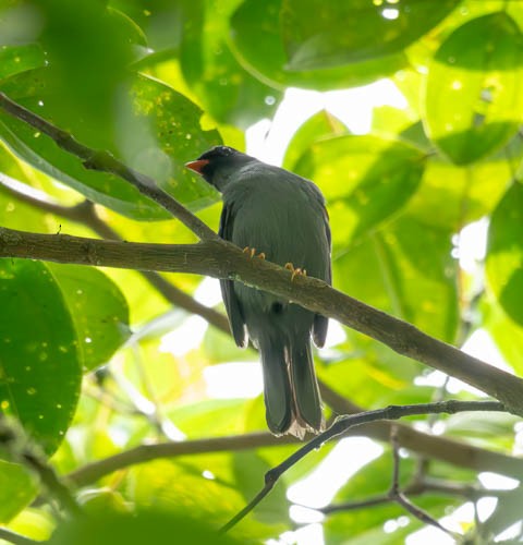 Black-faced Solitaire - ML621529123