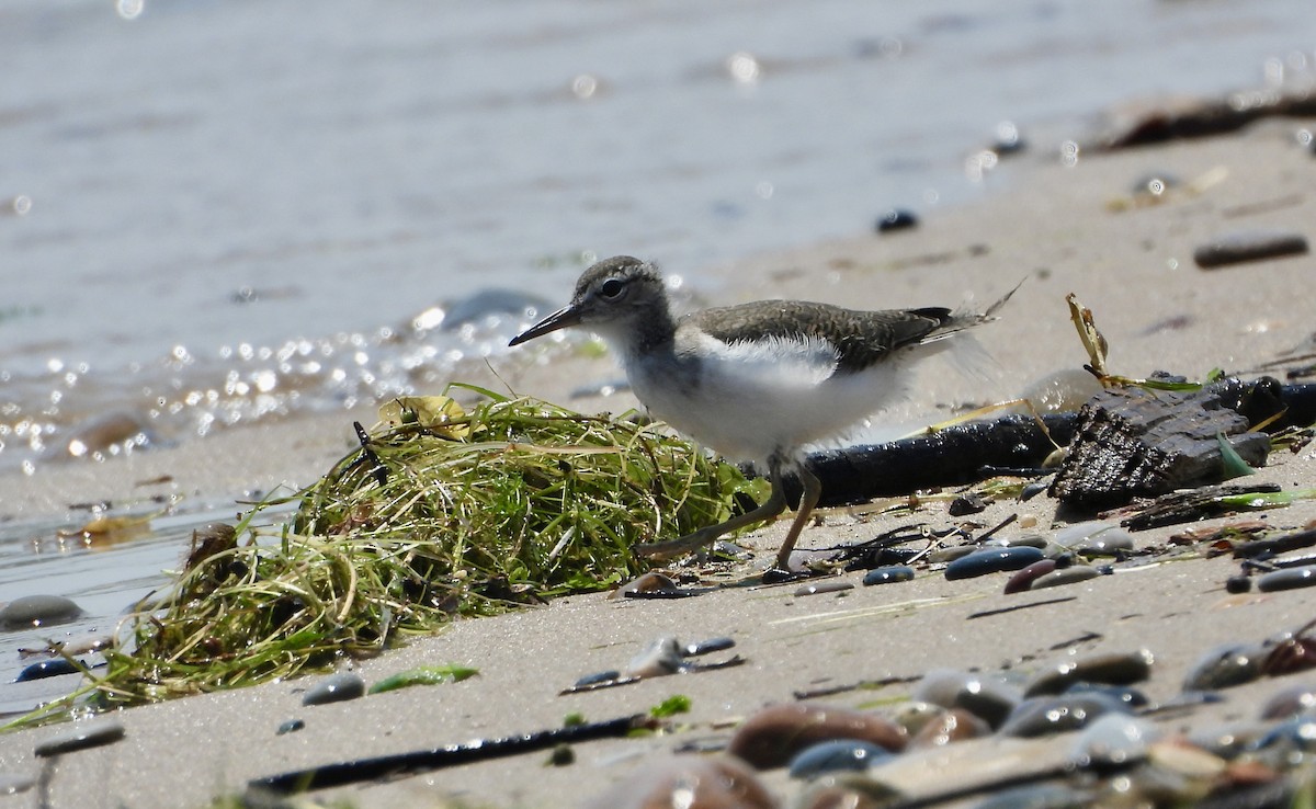 Spotted Sandpiper - Carolyn Lueck