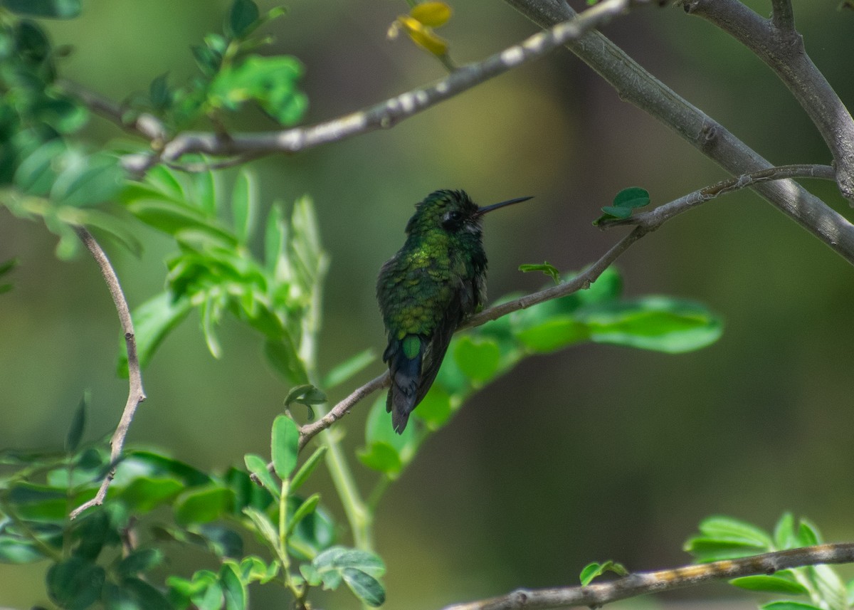 Golden-crowned Emerald - ML621529134