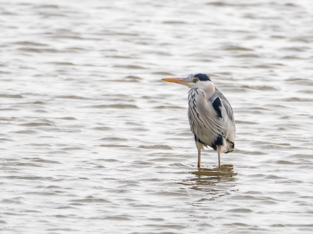 Gray Heron - ML621529151