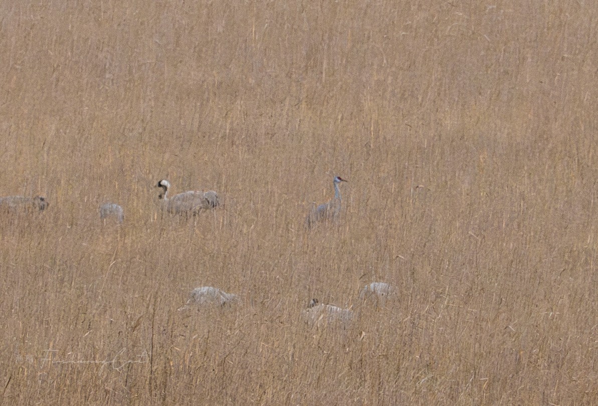 Sandhill Crane - ML621529163