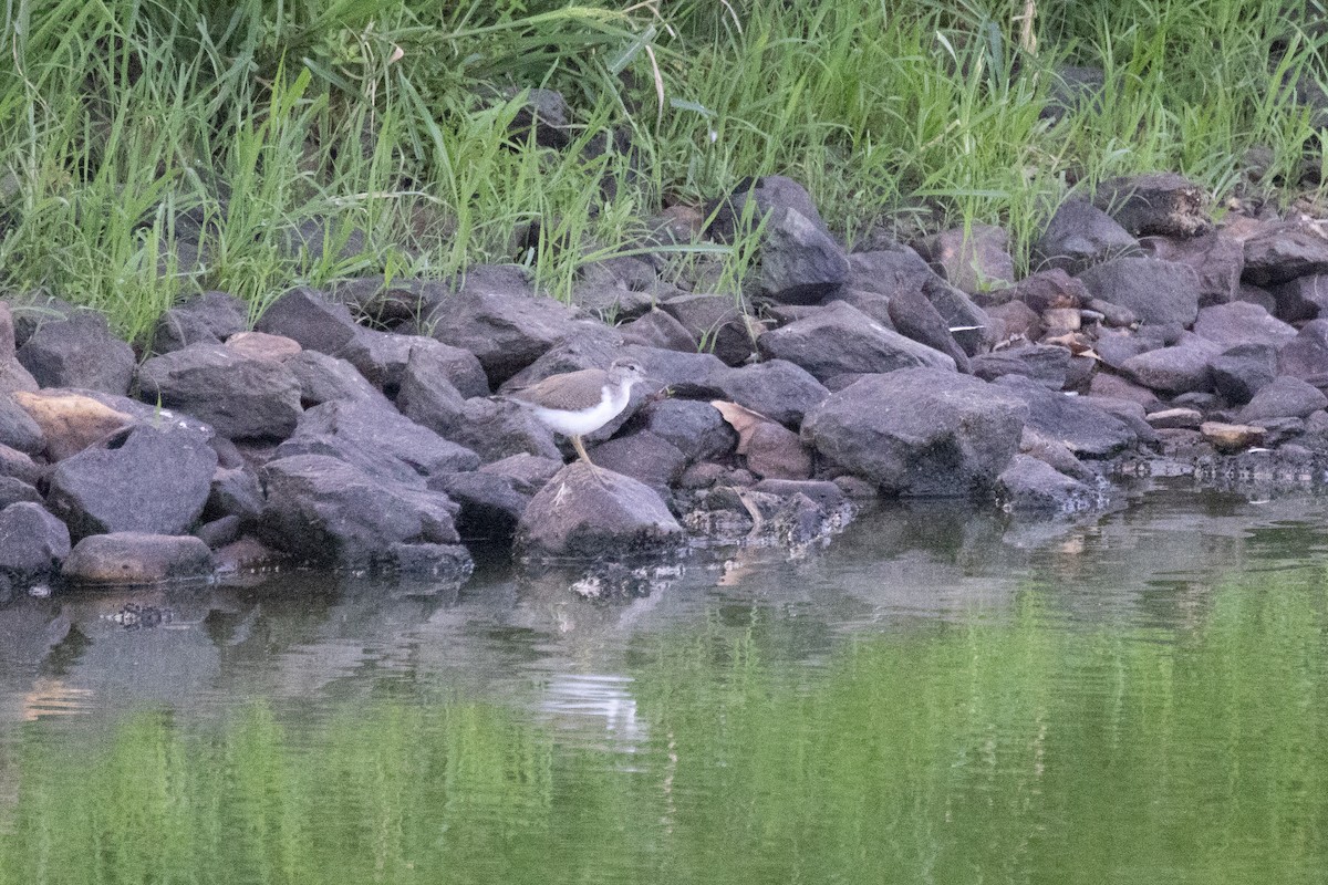 Spotted Sandpiper - Andy Wilson