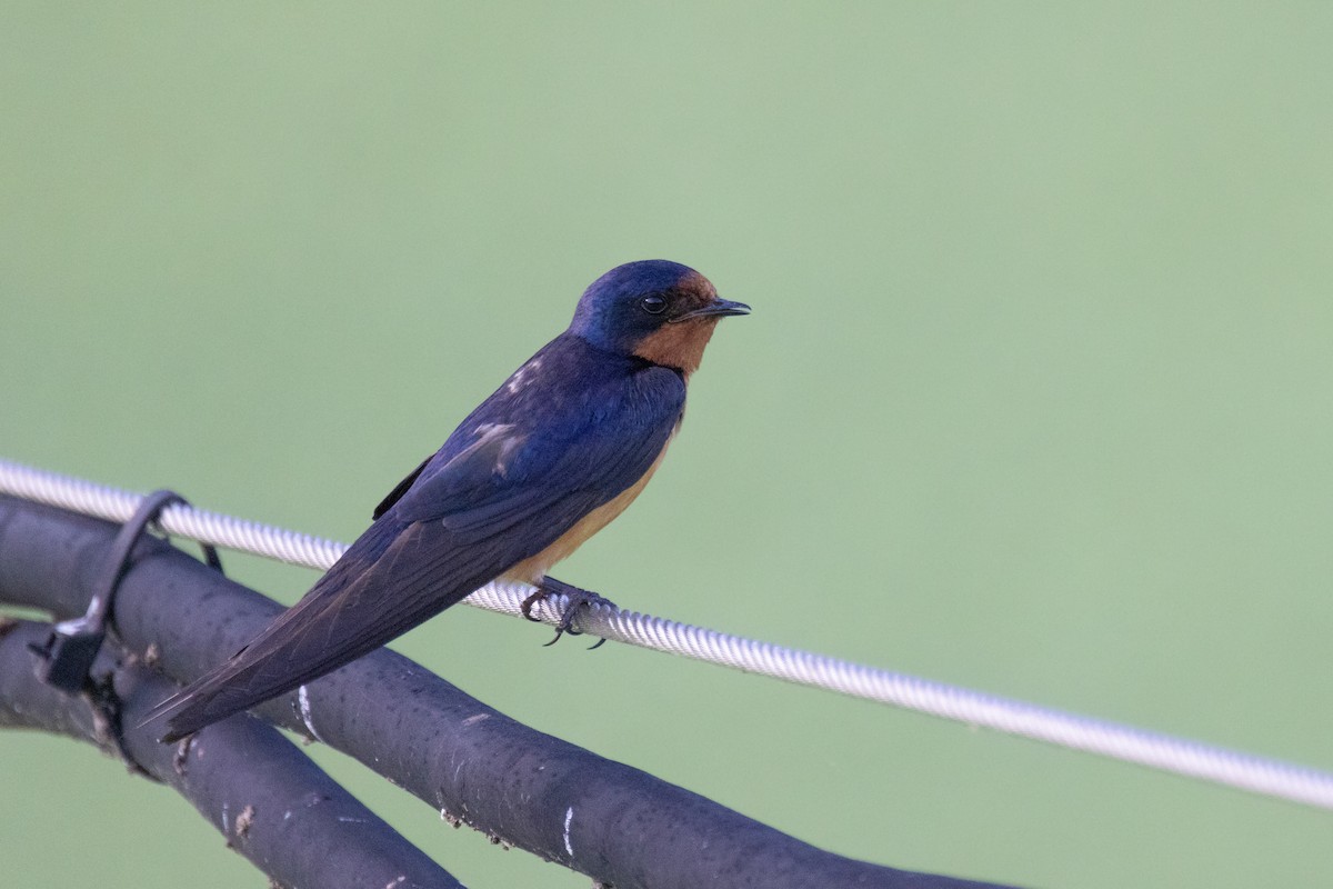 Barn Swallow - Andy Wilson