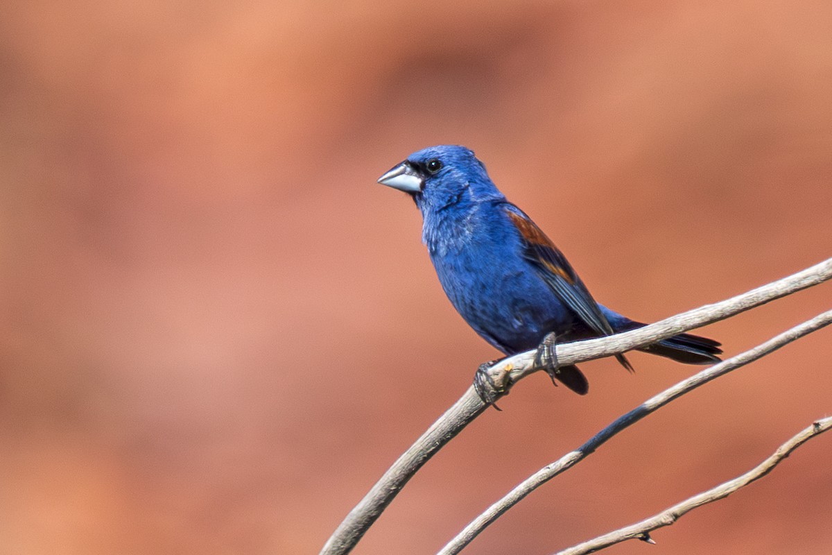 Blue Grosbeak - ML621529285