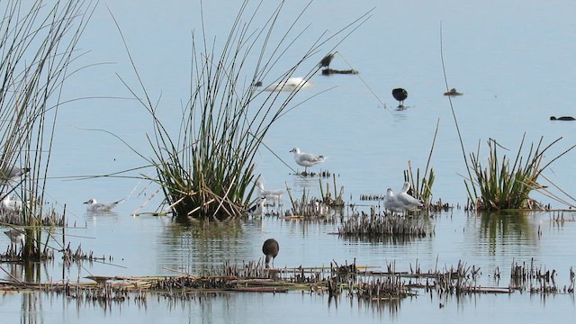 Brown-hooded Gull - ML621529292