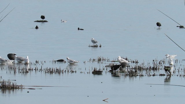 Brown-hooded Gull - ML621529317