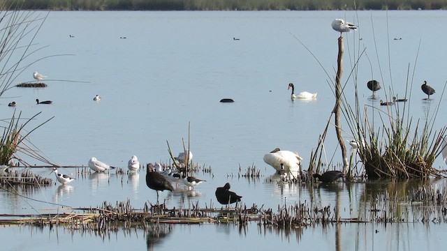 Black-necked Swan - ML621529323