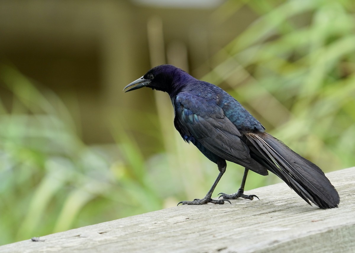 Boat-tailed Grackle - ML621529341