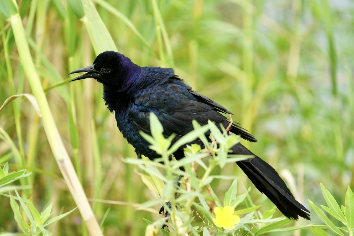 Boat-tailed Grackle - ML621529342