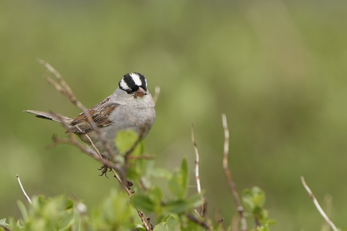 White-crowned Sparrow (oriantha) - ML621529343