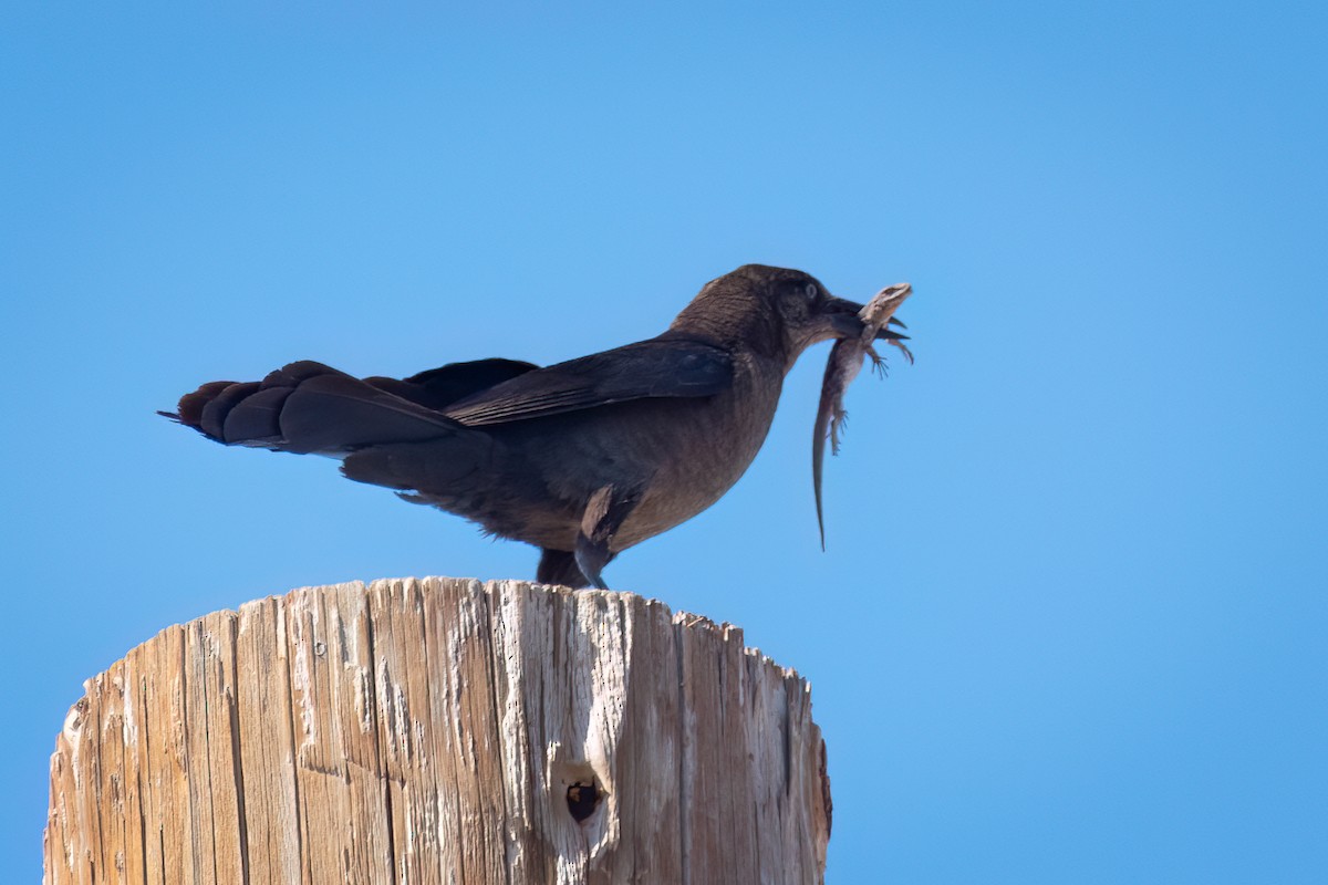 Great-tailed Grackle - ML621529345